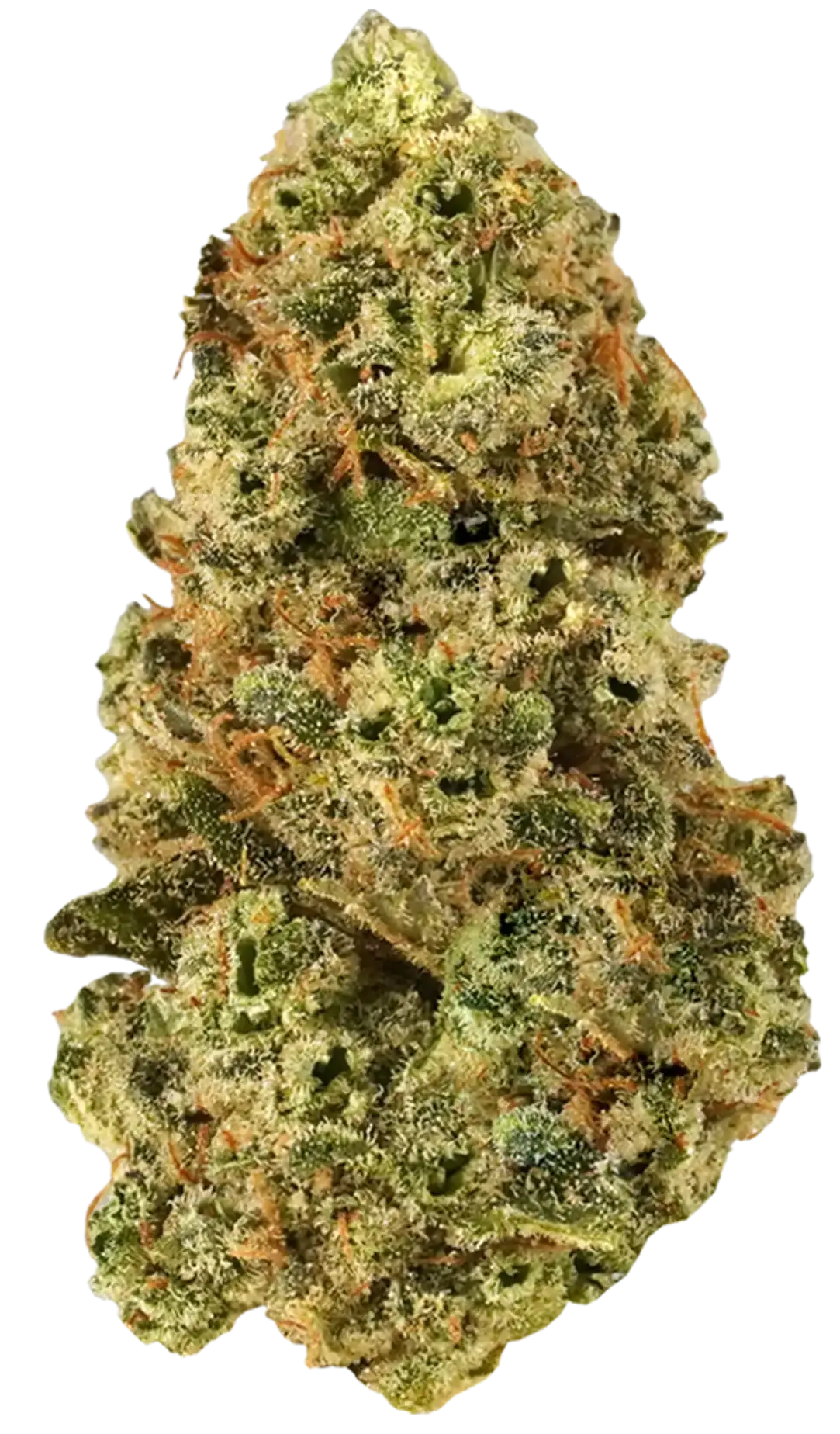 FLower1